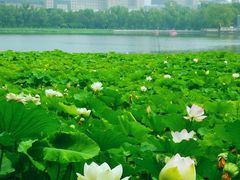 -莲花池公园