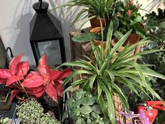 -植物学家的女儿(北马道巷店)