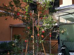 对面院子看到一颗石榴树-伊藤ITO(侨福芳草地购物中心店)