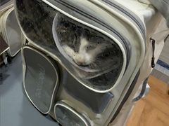 -瑞派名望志远动物医院·猫科·內科·异宠专科(直港大道店)