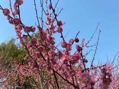 -绍兴镜湖国家城市湿地公园