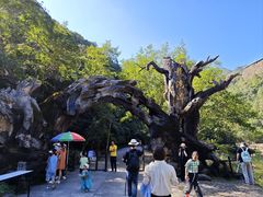 -龙湾潭国家森林公园