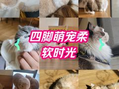 -滚猫咖啡·猫咖·猫友好撸猫(未来城店)