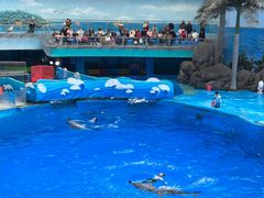 -海合安成都极地海洋公园