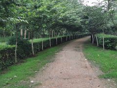 -合肥滨湖国家森林公园