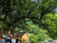 -杨家堂村