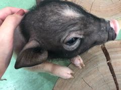 -藦茜花园宠物主题亲子互动体验馆(国顺东路店)