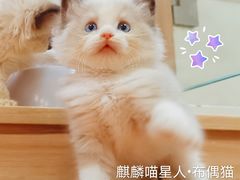 -70cat德文卷毛猫·缅因猫纯种猫舍