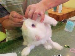 -宠物兔专门店(天丰利市场店)