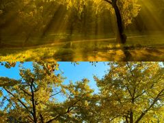 -上海共青森林公园