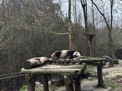 -都江堰中华大熊猫苑