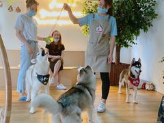 -Husky Go! 哈士奇体验馆·宠物咖啡厅狗咖