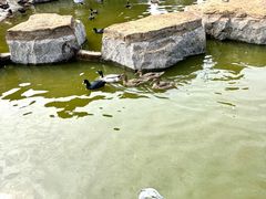 -海南热带野生动植物园