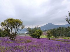 -阳宗海湿地