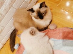 -momokira米努特·德文卷毛猫·棉花面纱犬