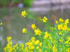 -上海吴淞炮台湾国家湿地公园