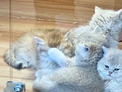 -猫十亿·布偶金渐层·曼基康矮脚猫舍(青年路店)