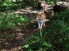 -牛背梁国家森林公园