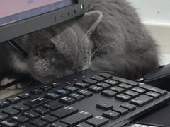 -艾贝尔宠物医院·24H转诊中心·肿瘤猫专科(江宁双龙店)