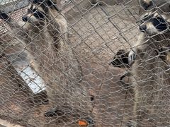 -大青山野生动物园