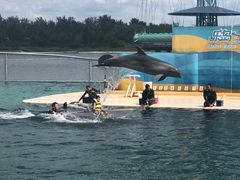 -秦皇岛乐岛海洋王国