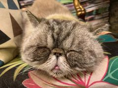 -猫色咖啡·猫咖