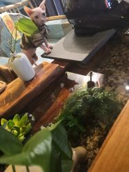 -木子·纹身店TATTOO穿孔·洗纹身