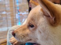 -南京Hallo宠物乐园·哈罗犬舍·柴犬繁育基地