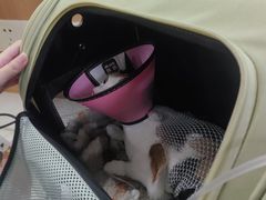 -联合动物医院(光谷诊疗中心)