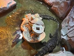 -泉城欧乐堡海洋极地世界