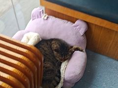 -伟伟宠物医院·瑞派猫友好医院·猫科(光谷店)