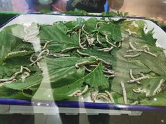 -上海大自然野生昆虫馆(东方明珠·爬宠昆虫探索中心)