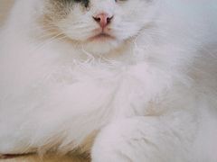 -瞄一喵猫咖(格力海岸店)