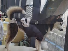 -怪兽屋·羊驼·猫咖·狗咖(俊华广场店)