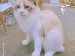 -飞行喵MR PILOT|猫舍·猫咖(静安大融城店)