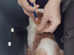-乐琪宠物医院·犬猫专科·骨外科·急重症