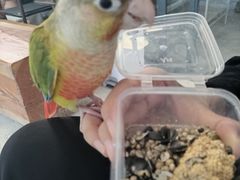 -吉丁鸟咖·异宠·寄养