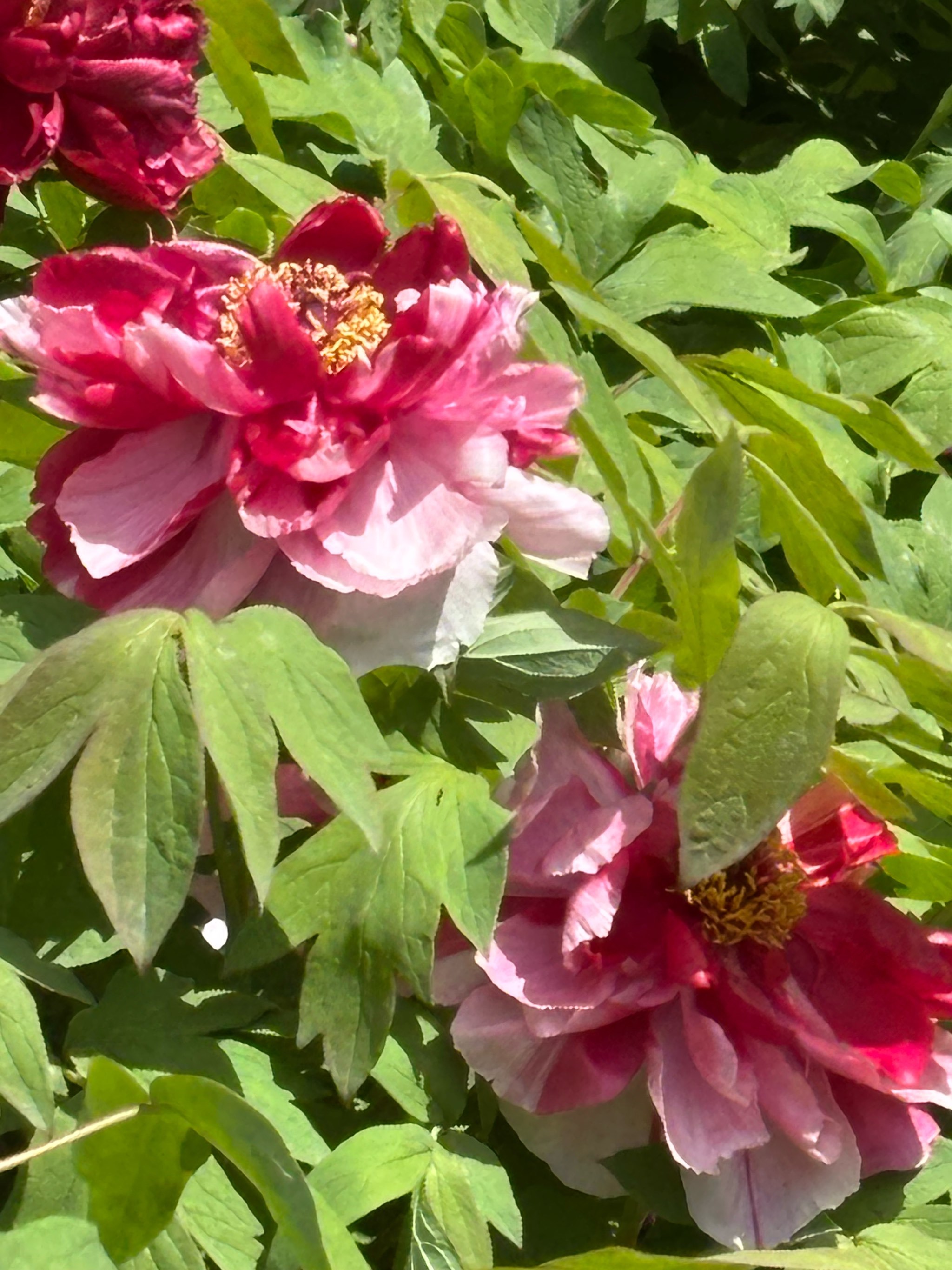 漕溪公园牡丹花展