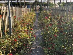 -前小桔亲子创意农场·草莓采摘·露营烧烤