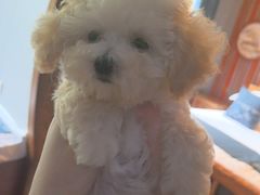 -纳吉亚猫专科动物诊疗中心(蒋宅口分院)