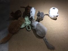 -more than meow吴止猫主题餐厅(承德 中船汇店)