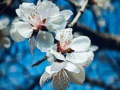 -三圣花乡旅游区