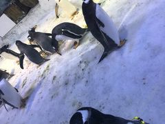 -芜湖新华联大白鲸海洋公园