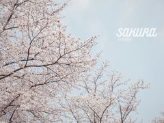 -顾村公园