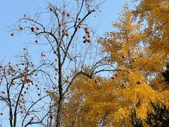 -三里屯东五街银杏大道