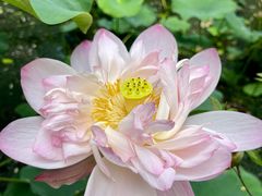 -陈家山荷花公园