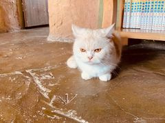 -猫猫幼稚园·撸猫·桌游·电玩