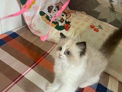 -屋虎猫馆(宝安大仟里店)
