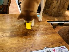 -more than meow吴止猫主题餐厅(承德 中船汇店)