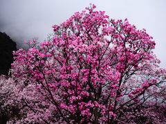-九皇山景区